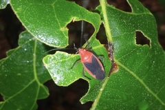 Oncerometopus nitens