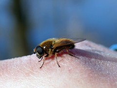 Cheilosia grossa
