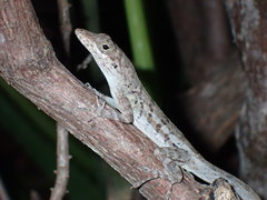 Anolis bonairensis