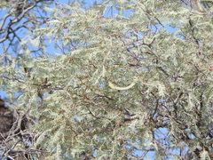Vachellia haematoxylon