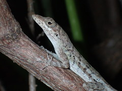 Anolis bonairensis