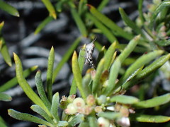 Radacris minutus