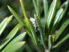 Radacris minutus