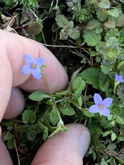 Houstonia pusilla