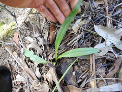 Arthrochilus irritabilis