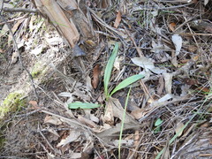 Arthrochilus irritabilis