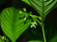 Palicourea gracilenta