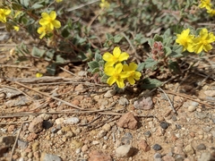 Pseudocistus