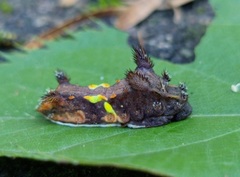 Neomocena convergens