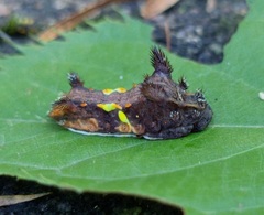 Neomocena convergens