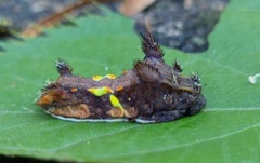 Neomocena convergens