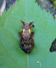 Neomocena convergens