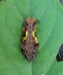 Neomocena convergens