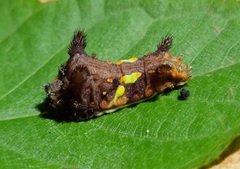 Neomocena convergens