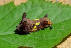 Neomocena convergens