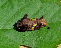 Neomocena convergens