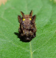 Neomocena convergens
