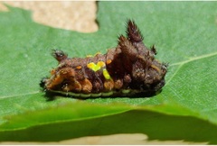 Neomocena convergens