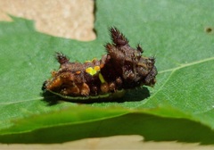 Neomocena convergens