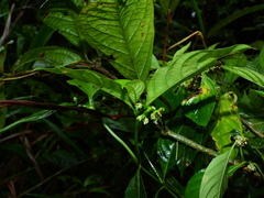 Palicourea gracilenta
