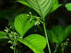 Palicourea gracilenta