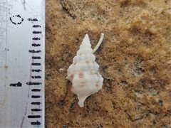Cerithium atratum
