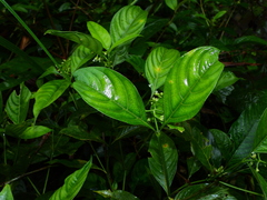 Palicourea gracilenta