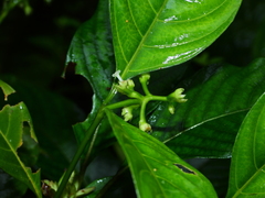 Palicourea gracilenta