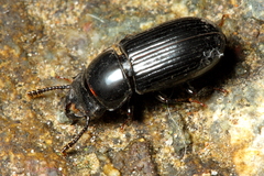 Phrenapatinae