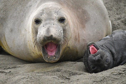 Northern Elephant Seal