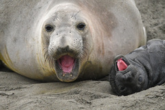 Northern Elephant Seal photo 2