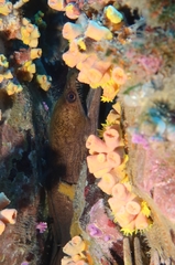 Enchelycore nigricans