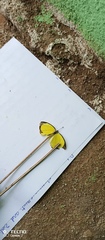 Eurema brigitta