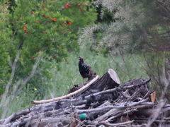 Francolinus francolinus