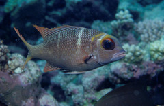 Monotaxis heterodon