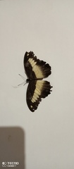 Papilio zenobia