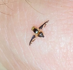 Carpophthoracidia bivittata