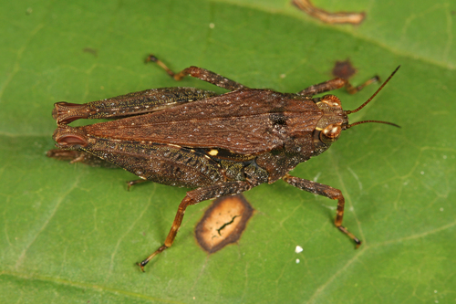 Black-sided Pygmy Grasshopper photo 4