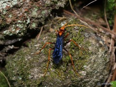 Leptodialepis bipartitus