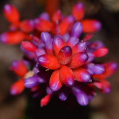 Aechmea fulgens