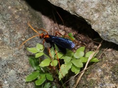Leptodialepis bipartitus