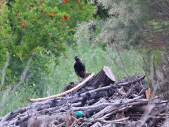 Francolinus francolinus