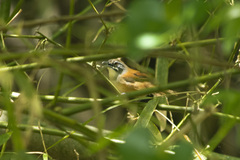 Pheugopedius genibarbis