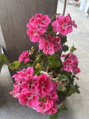 Malva