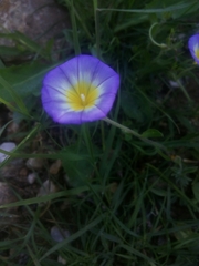 Convolvulus tricolor