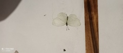 Pseudopontia mabira