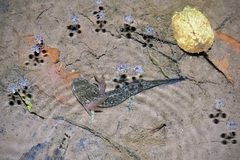 Ambystoma flavipiperatum