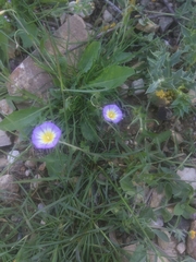 Convolvulus tricolor
