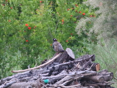 Francolinus francolinus