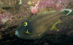 Eubalichthys bucephalus